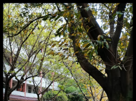 平凡的岗位 默默的付出